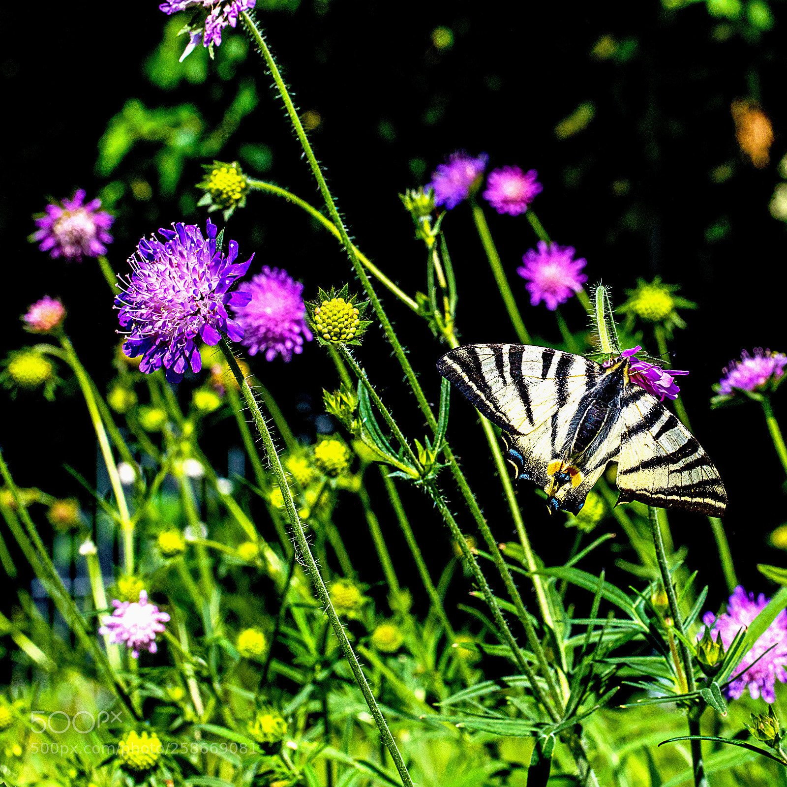 Canon EOS 5D Mark IV sample photo. Butterfly photography