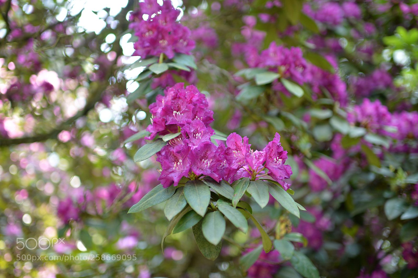 Nikon Df sample photo. Pruhonice u prahy photography