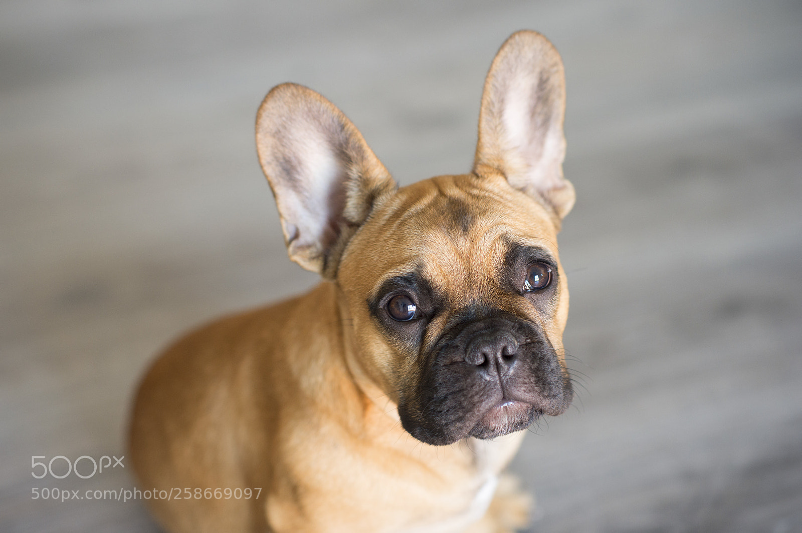 Nikon Df sample photo. Kvido - 5 months photography