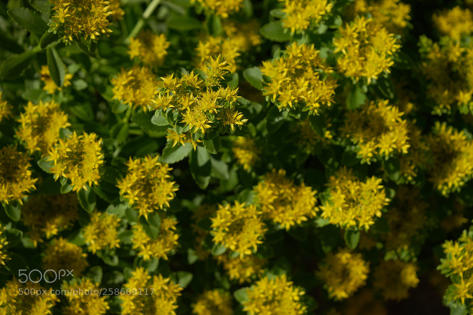 Sony a7 sample photo. Flowers 6632 photography