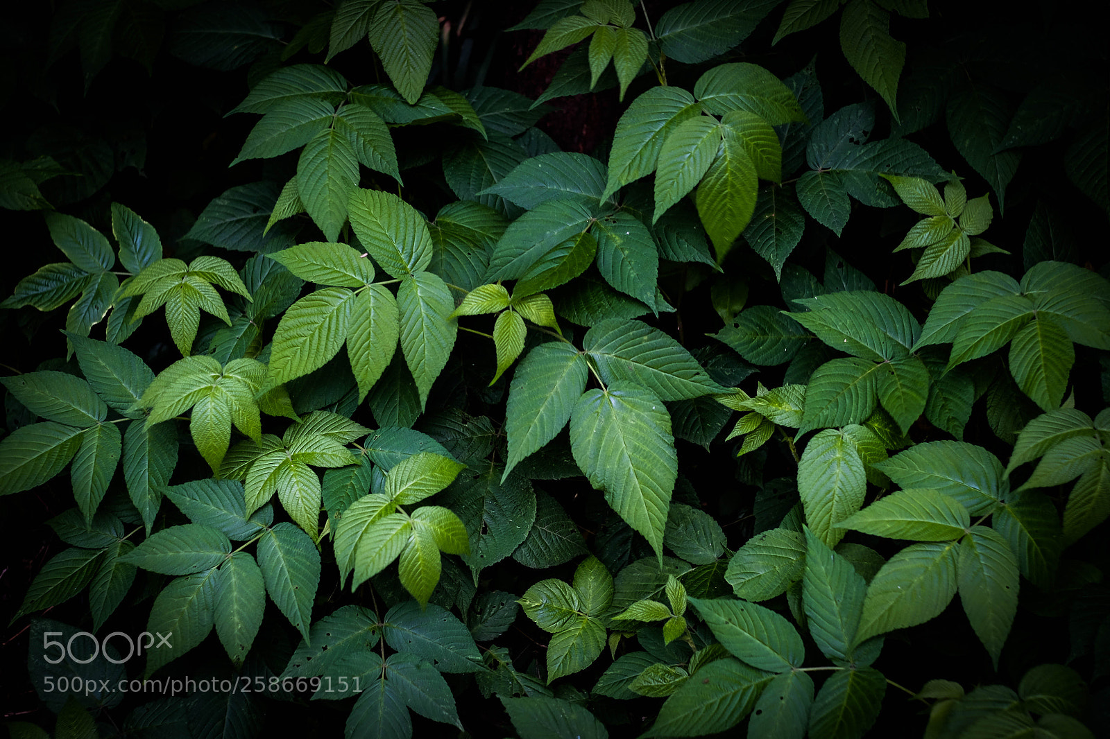 Fujifilm X-E2 sample photo. Summer green photography