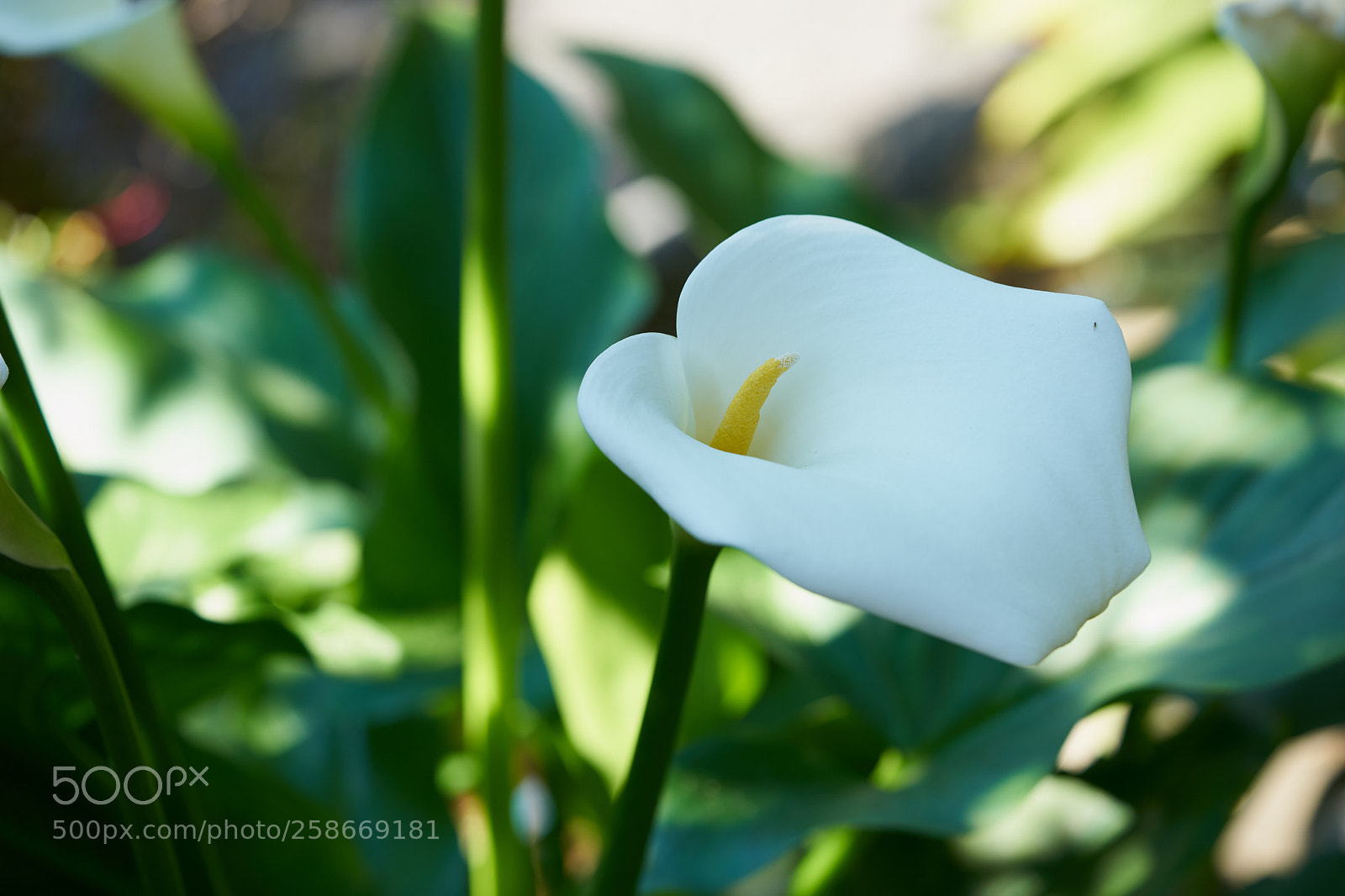 Sony a7 sample photo. Flowers 6633 photography
