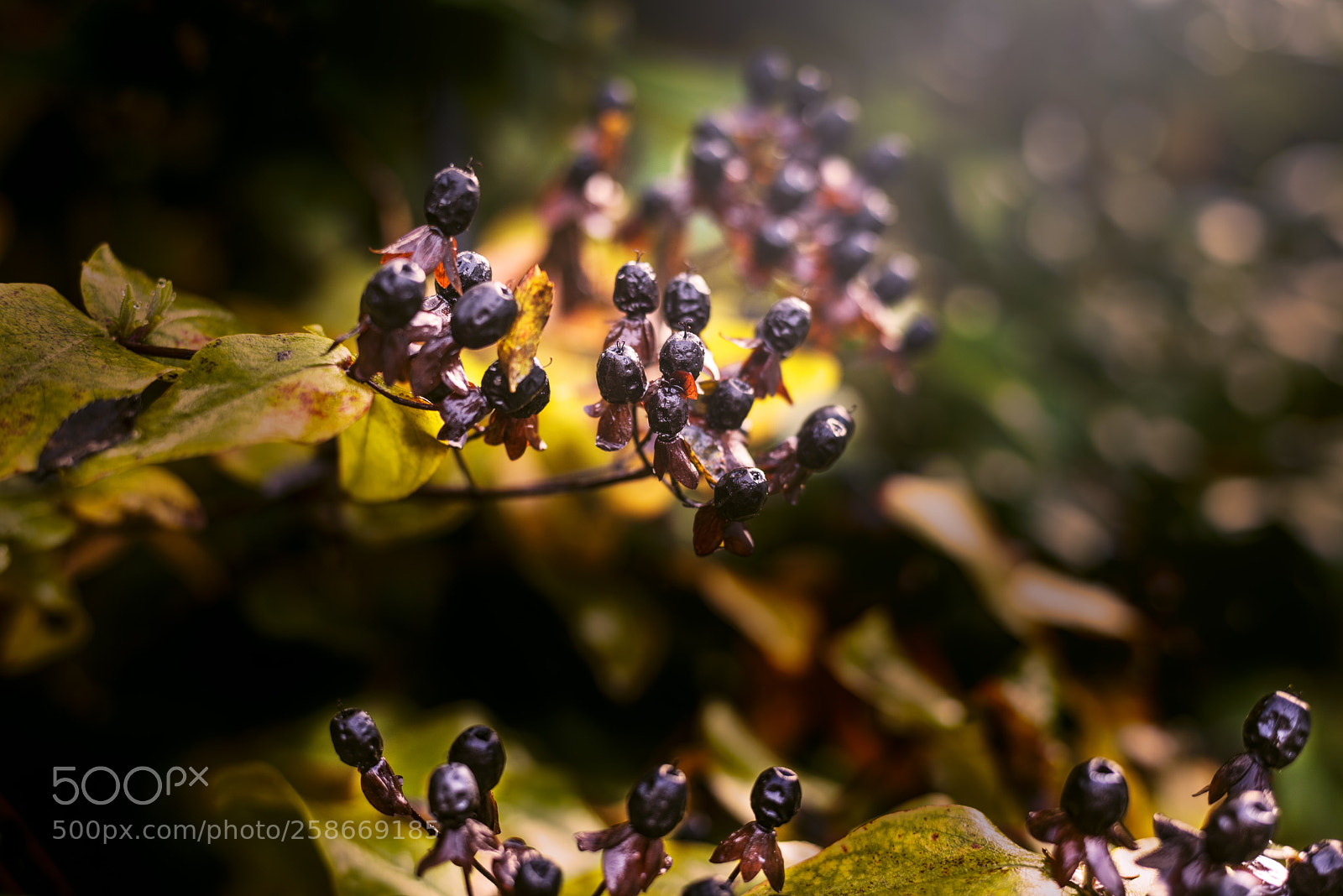 Nikon D810 sample photo. My garden photography