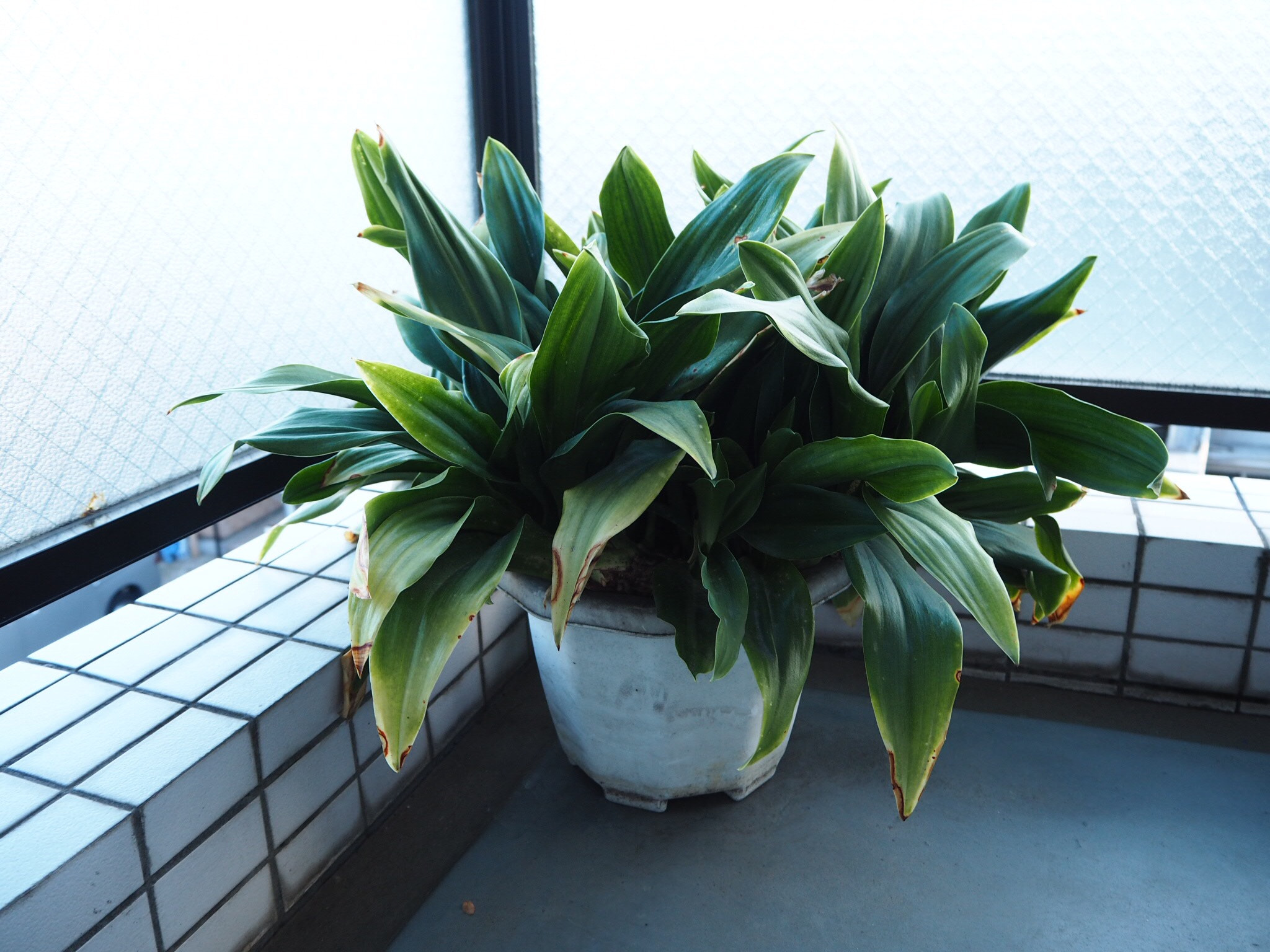 Olympus PEN E-PL8 sample photo