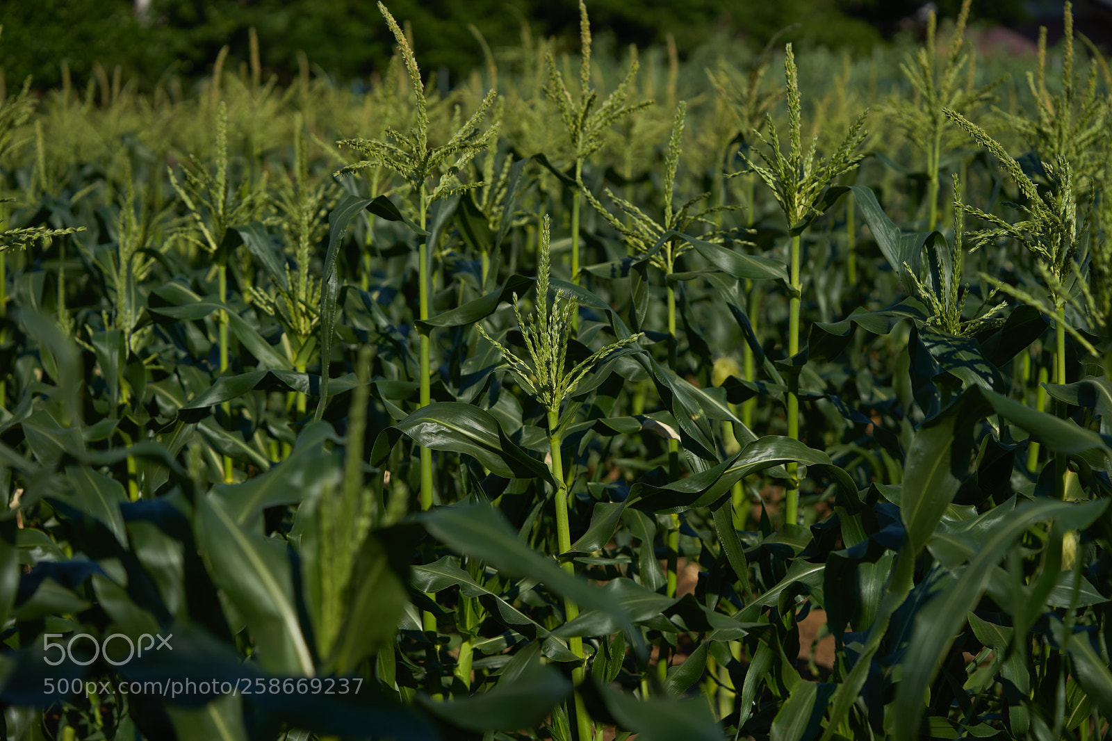 Sony a7 sample photo. Flowers 6634 photography