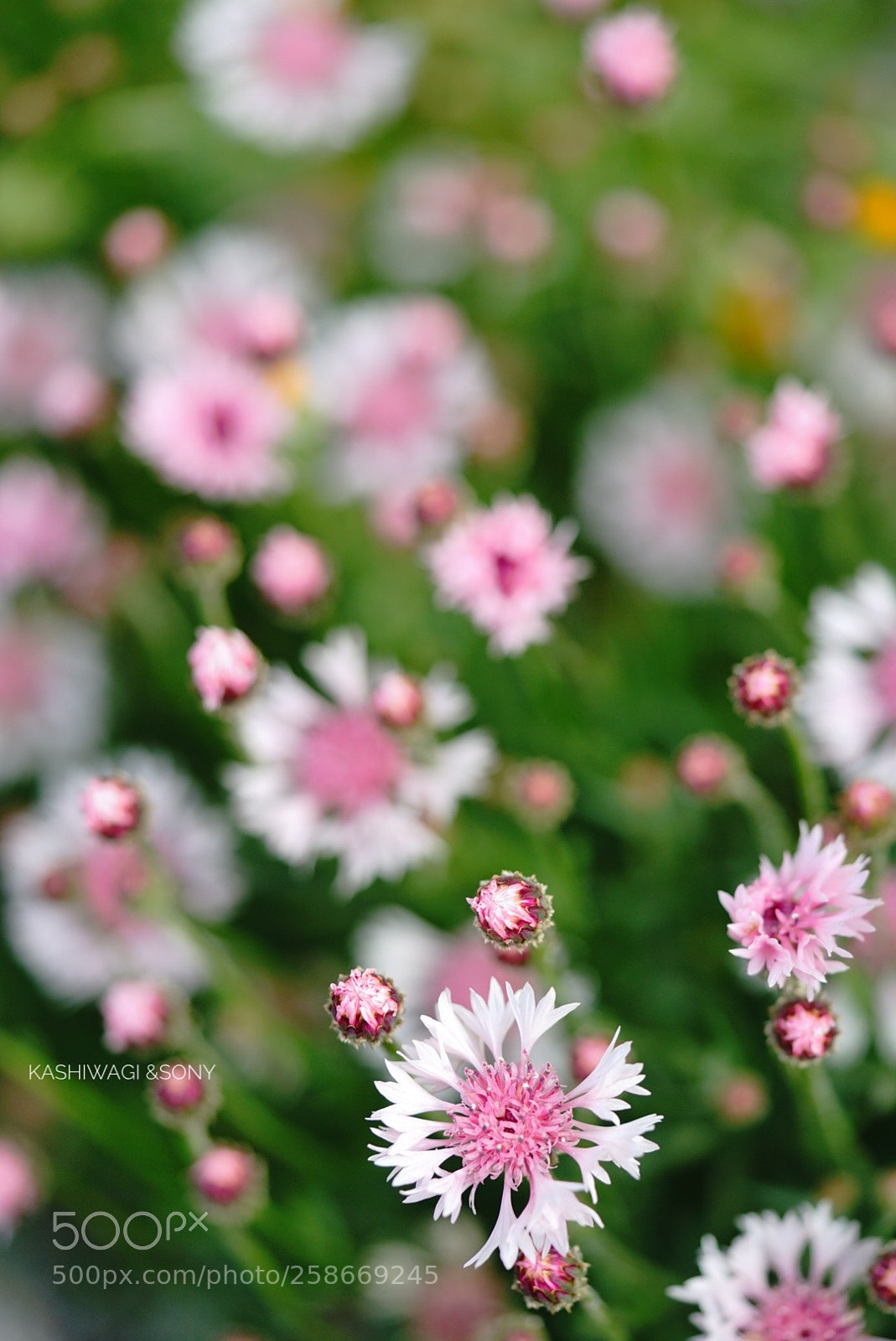 Sony a7 II sample photo. Spring breezes gently slip photography