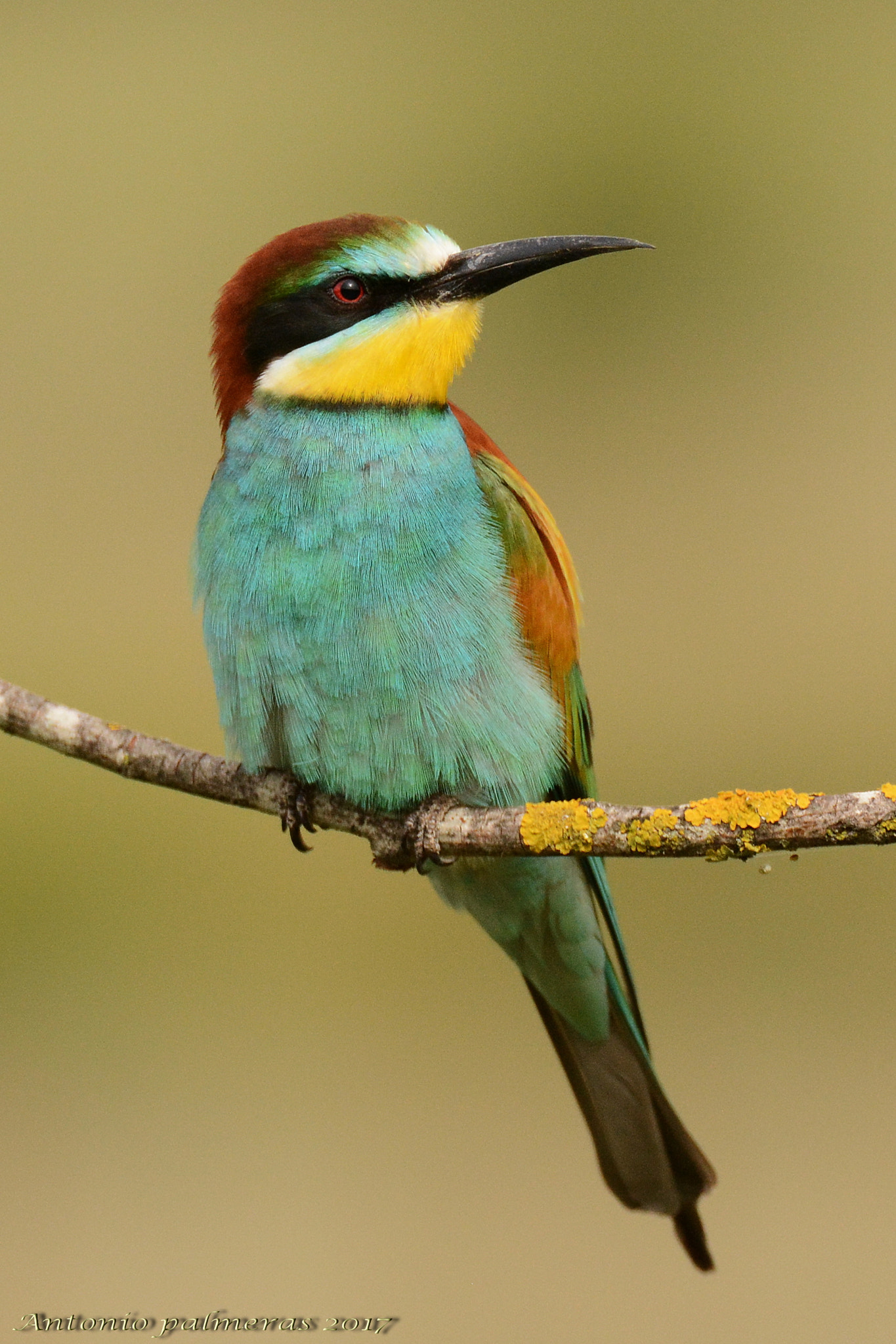 Nikon D7100 + Sigma 150-600mm F5-6.3 DG OS HSM | S sample photo. Abejaruco europeo (merops apiaster) photography