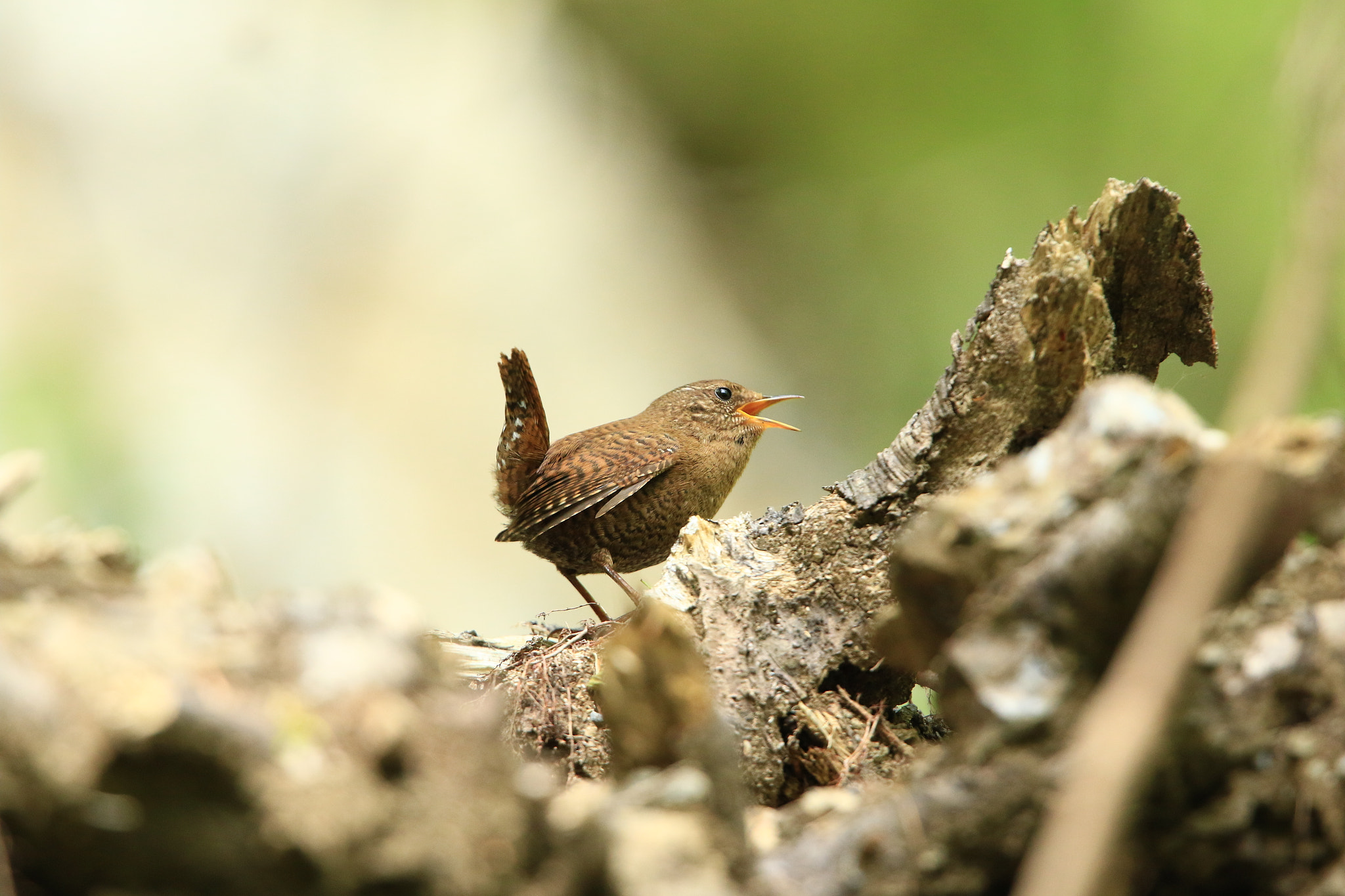Canon EF 400mm F2.8L IS USM sample photo. Eurasian wren  ミソサザイ photography