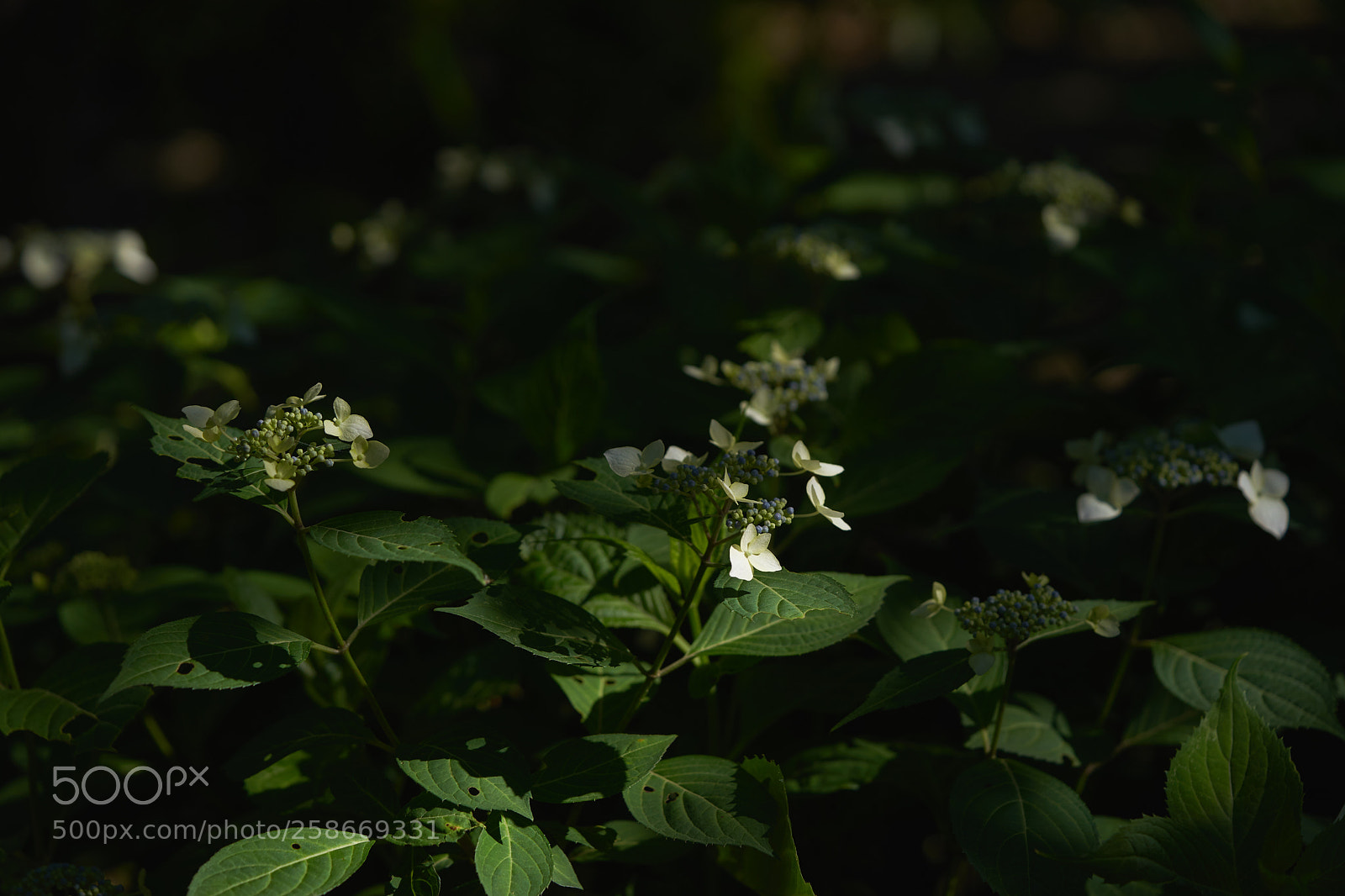 Sony a7 sample photo. Flowers 6635 photography