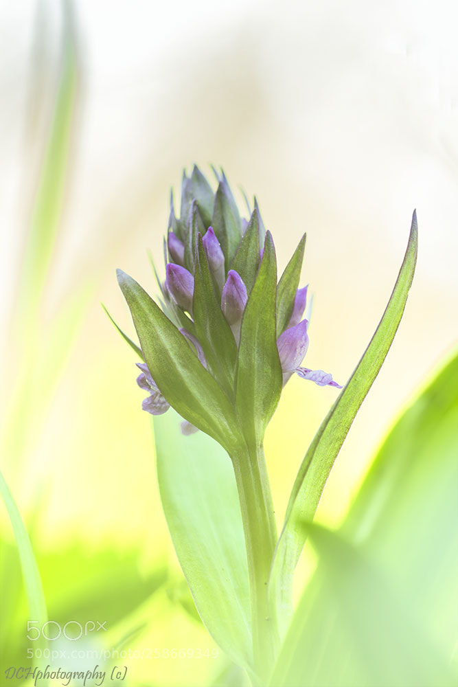 Canon EOS 650D (EOS Rebel T4i / EOS Kiss X6i) sample photo. Common spotted orchid photography