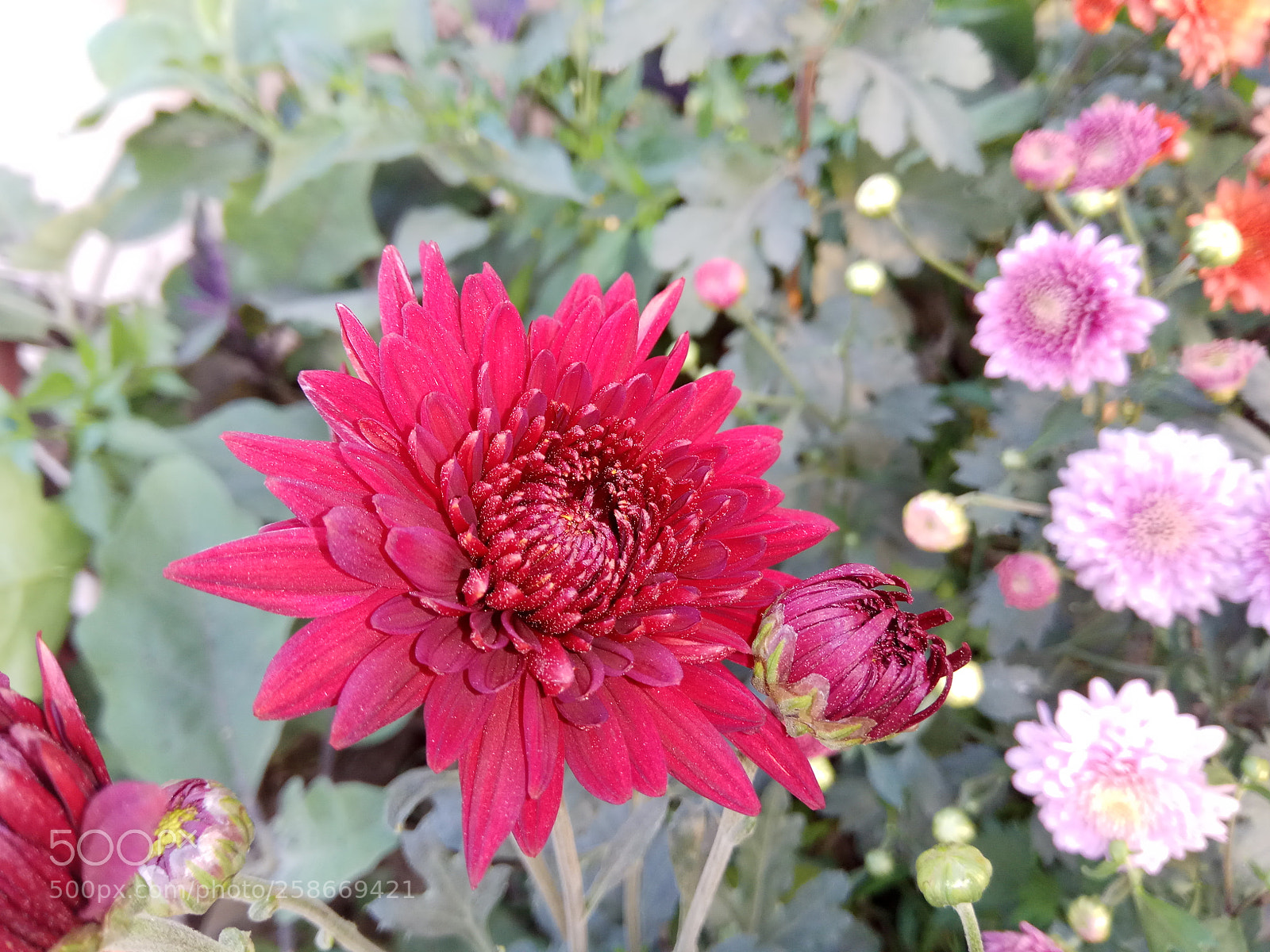 Xiaomi Redmi Note 4 sample photo. Dahlia flower photography