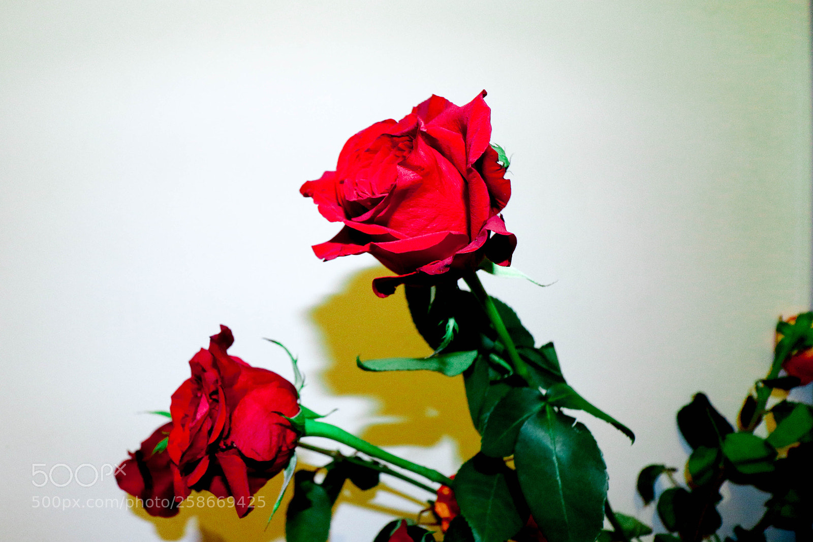 Canon EOS 7D Mark II sample photo. 093a0998-2.jpg photography