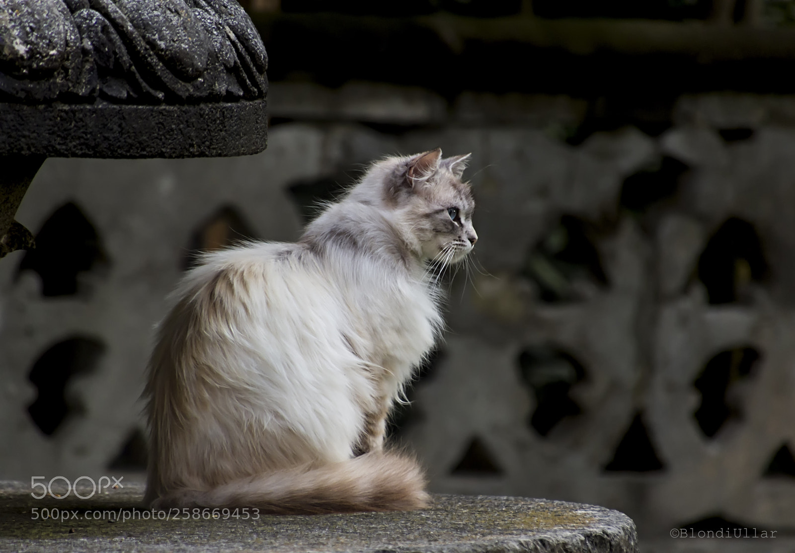 Canon EOS 100D (EOS Rebel SL1 / EOS Kiss X7) sample photo. Cat at sunset... photography