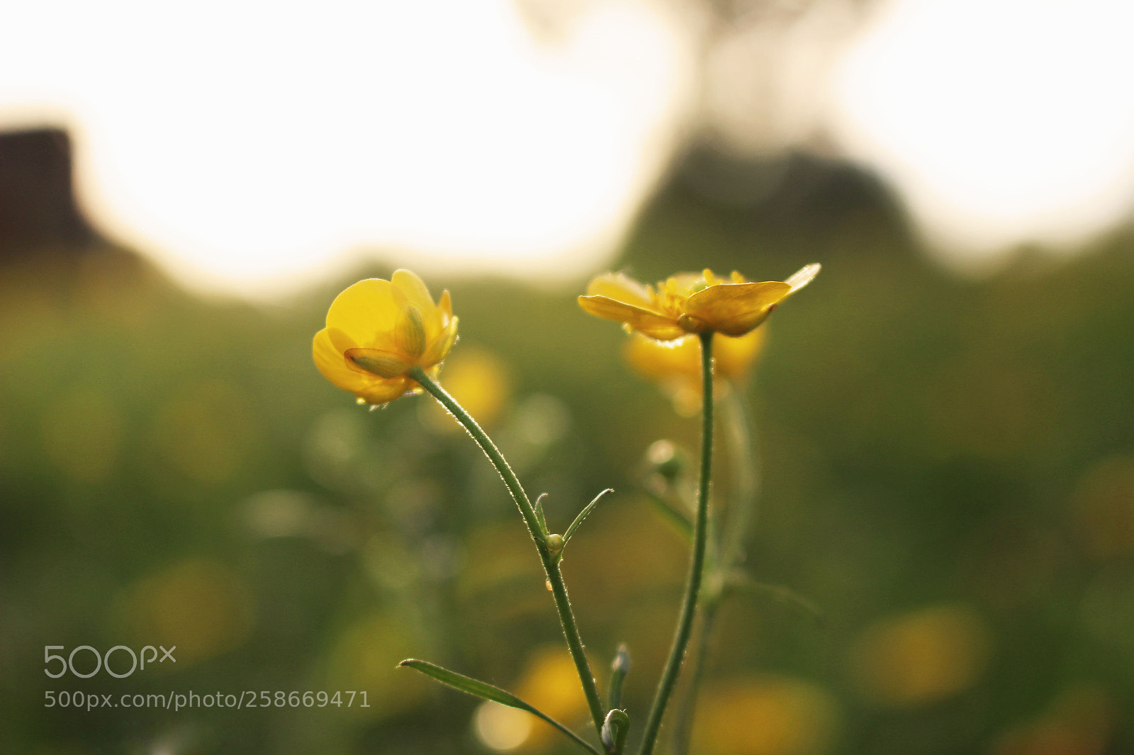 Canon EOS 100D (EOS Rebel SL1 / EOS Kiss X7) sample photo. ... photography