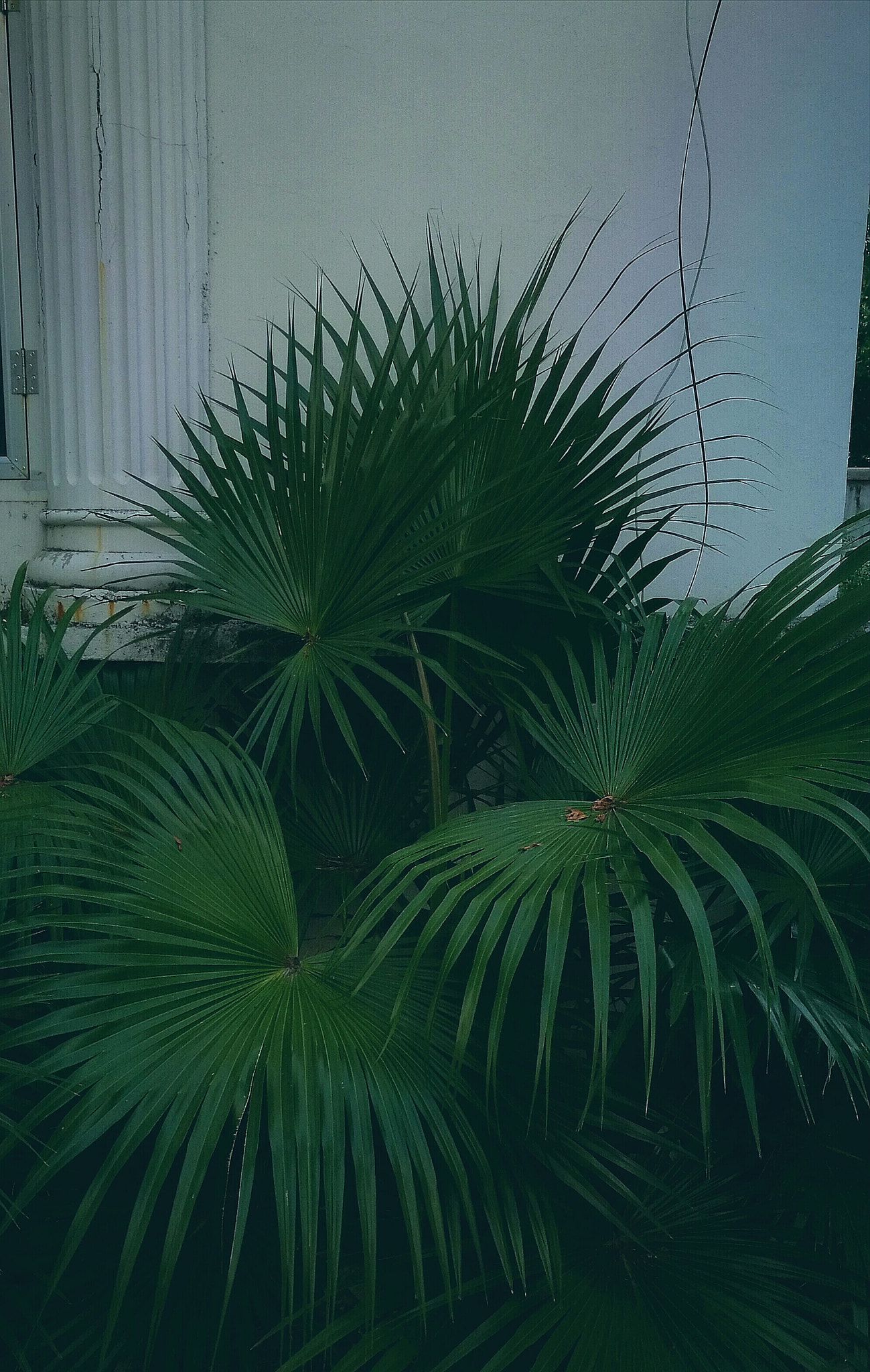 HUAWEI P9 Plus sample photo