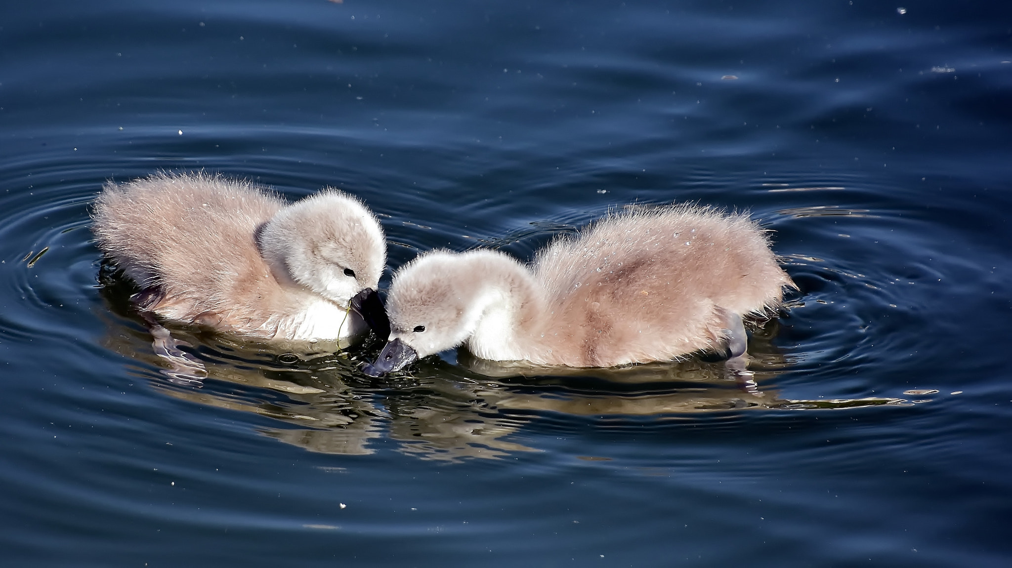 Nikon D7200 sample photo. Eating together... photography