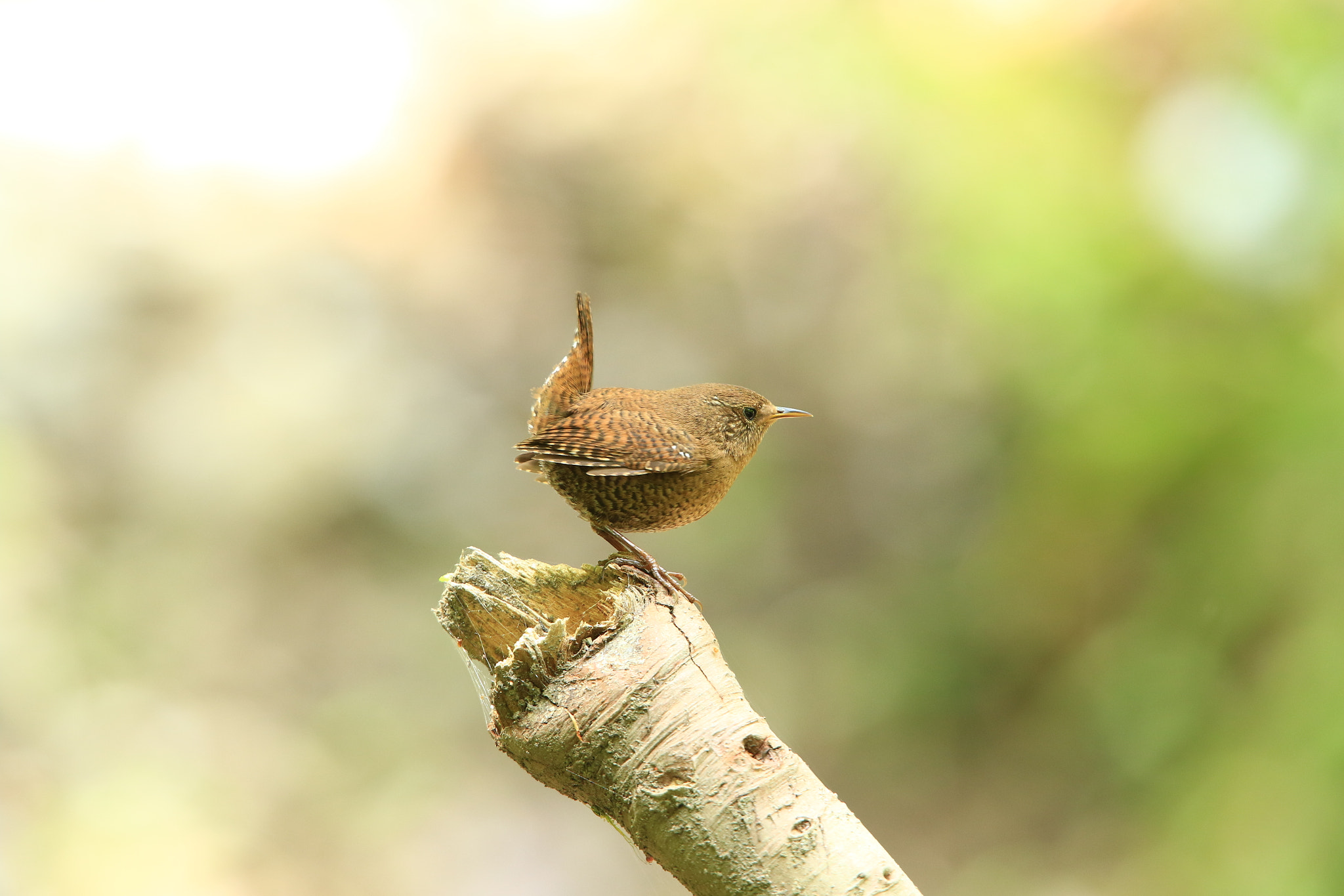 Canon EF 400mm F2.8L IS USM sample photo. Eurasian wren ミソサザイ photography