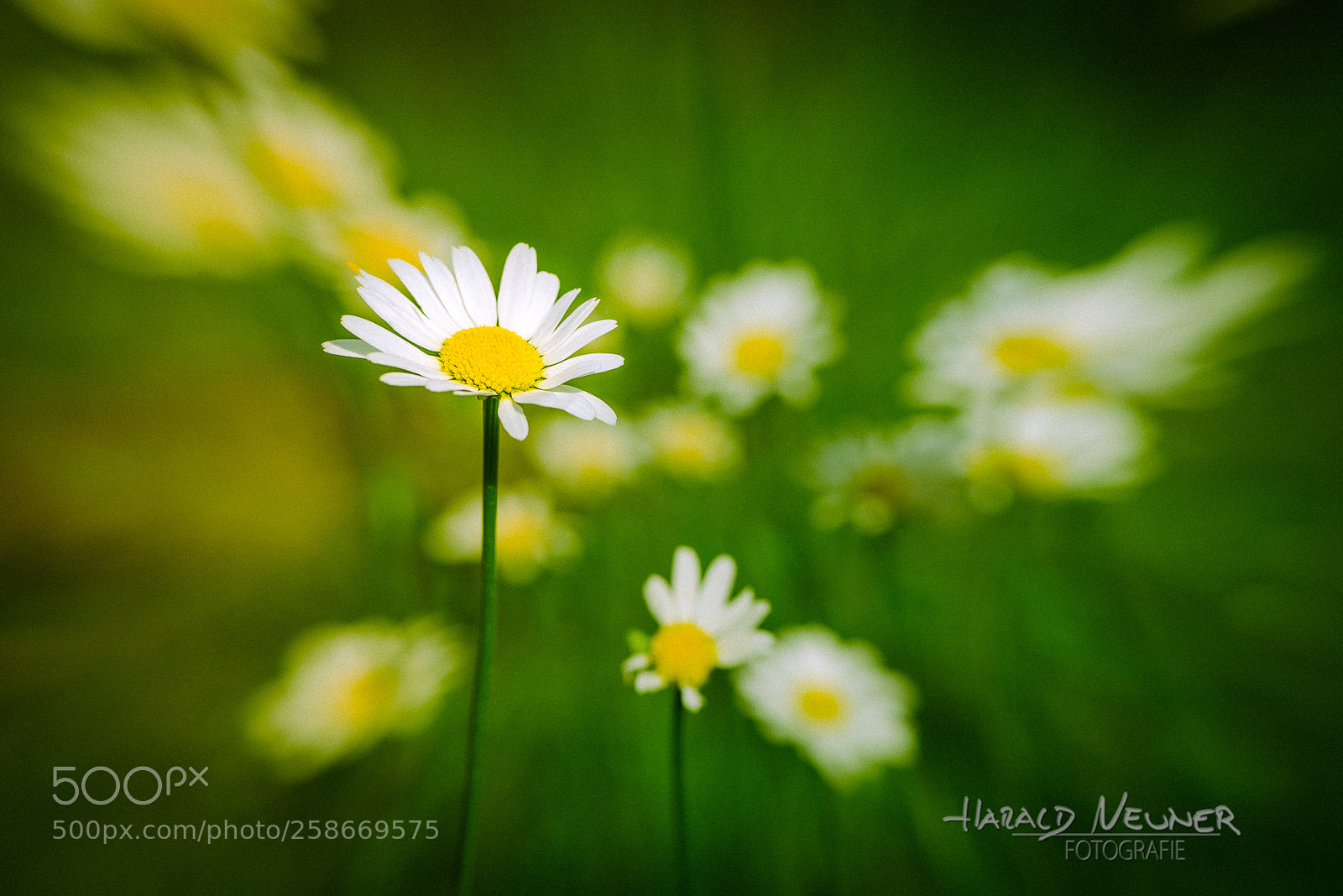 Nikon D810 sample photo. Sunny photography