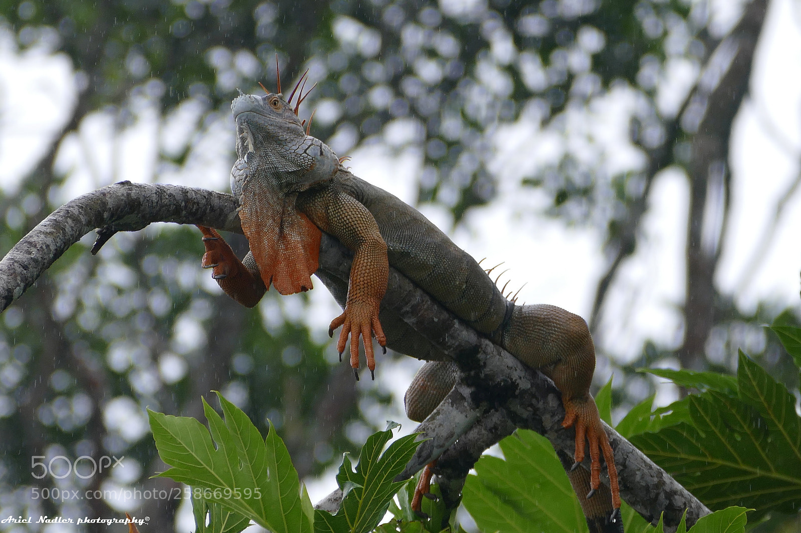 Panasonic Lumix DMC-FZ1000 sample photo. Views from costa rica photography