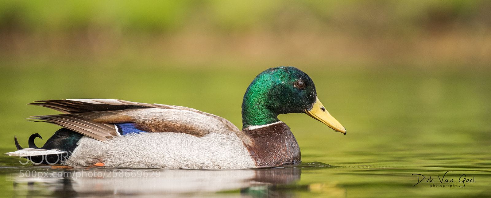 Nikon D750 sample photo. Duck series - 4 photography