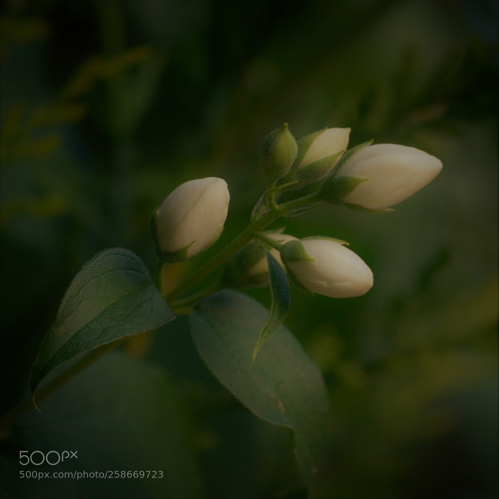 Nikon D5100 sample photo. White photography