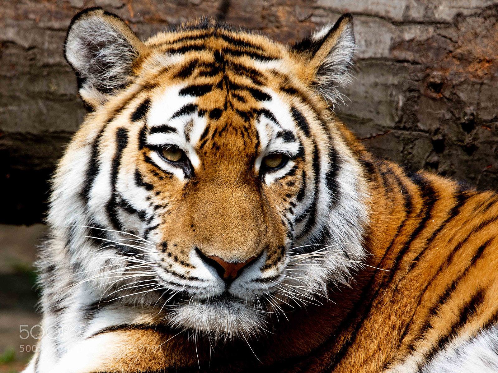 Nikon D7200 sample photo. Sibirischer tiger photography