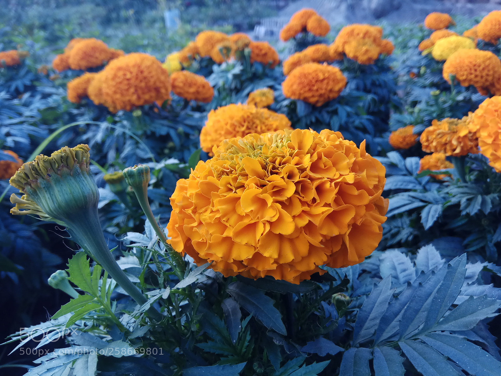 Xiaomi Redmi Note 4 sample photo. Ghada flower photography