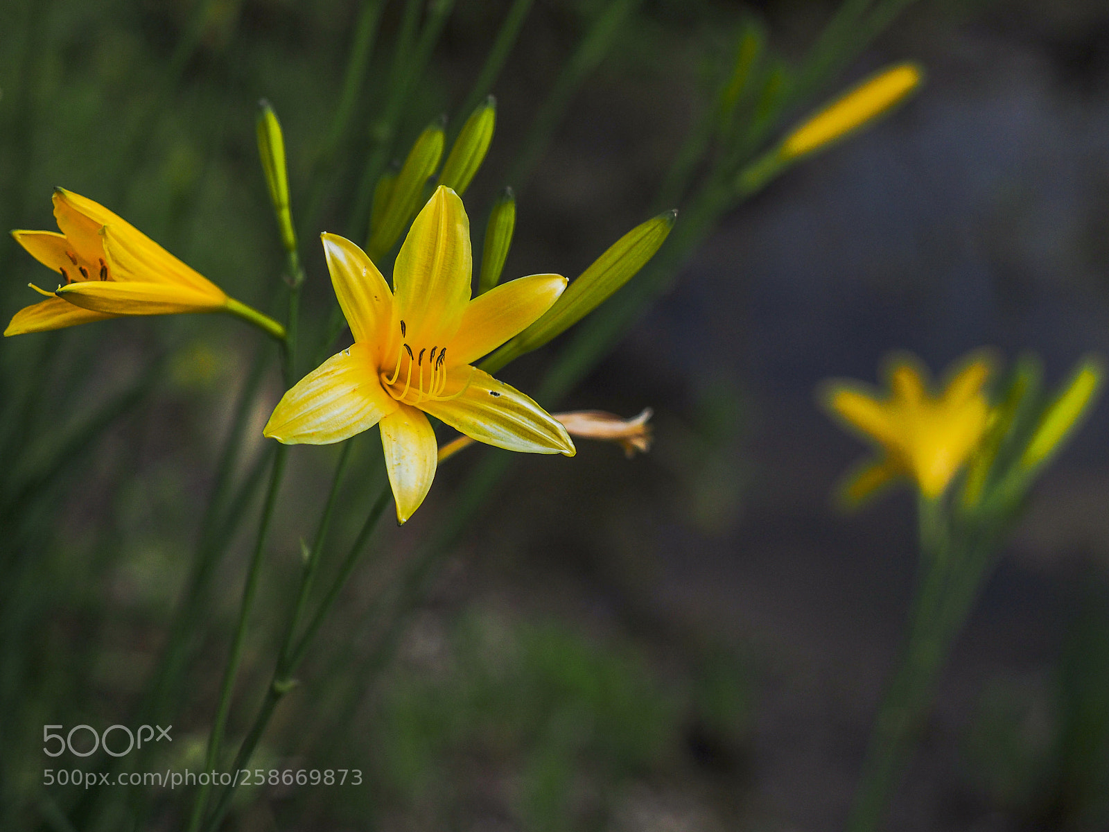 Olympus OM-D E-M1 Mark II sample photo. Yellow lily photography