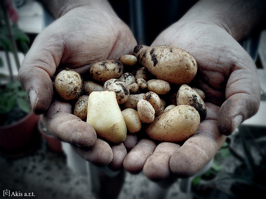 Olympus u790SW,S790SW sample photo. "the harvest..." photography