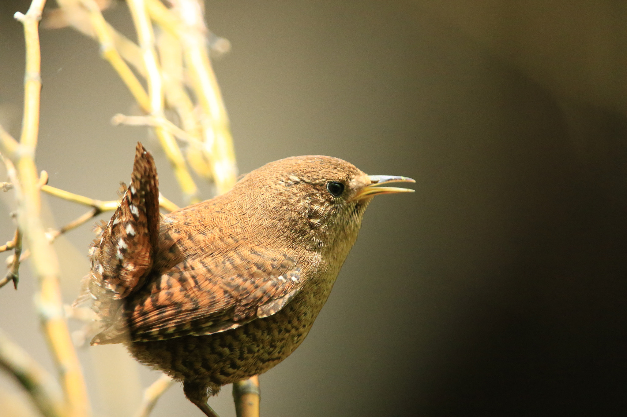 Canon EF 400mm F2.8L IS USM sample photo. Eurasian wren ミソサザイ photography