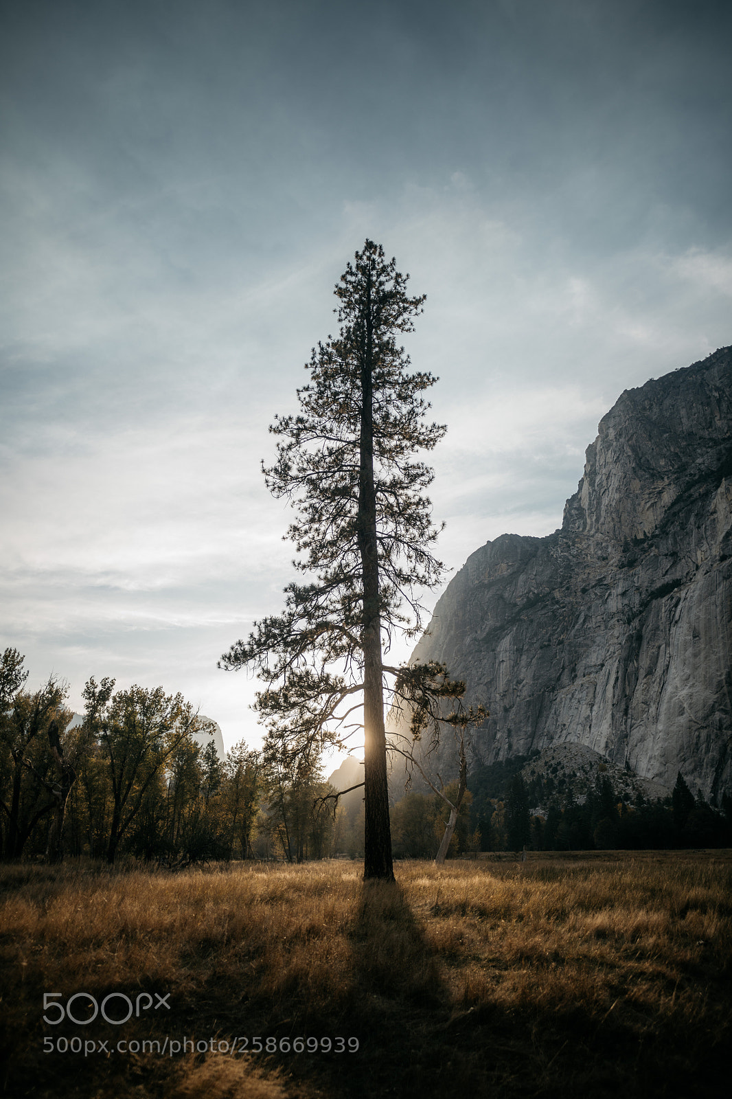 Nikon D850 sample photo. Those days in california photography