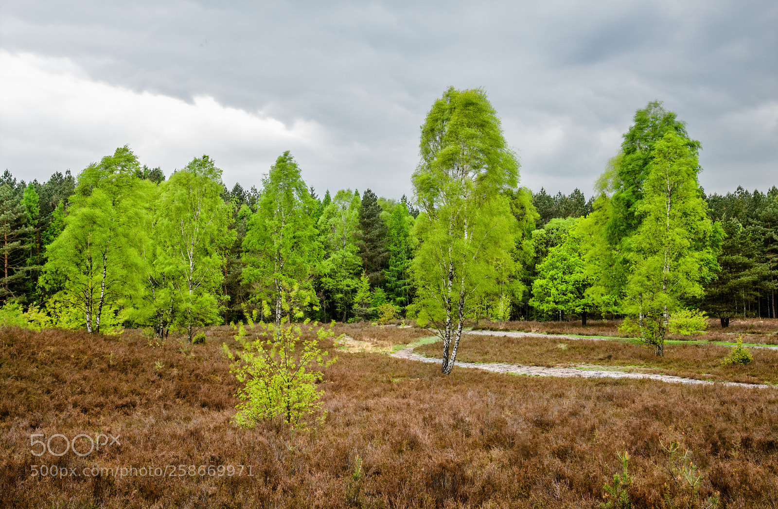 Nikon D800 sample photo. L neburg heath in photography