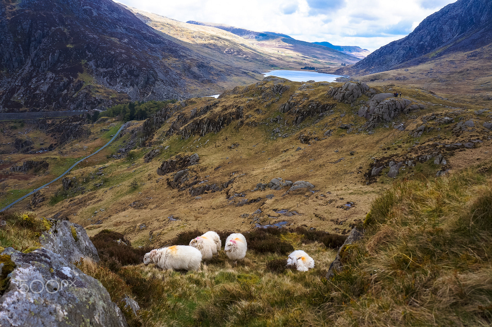 Sony Alpha NEX-5N sample photo. Snowdonian sheep ii photography