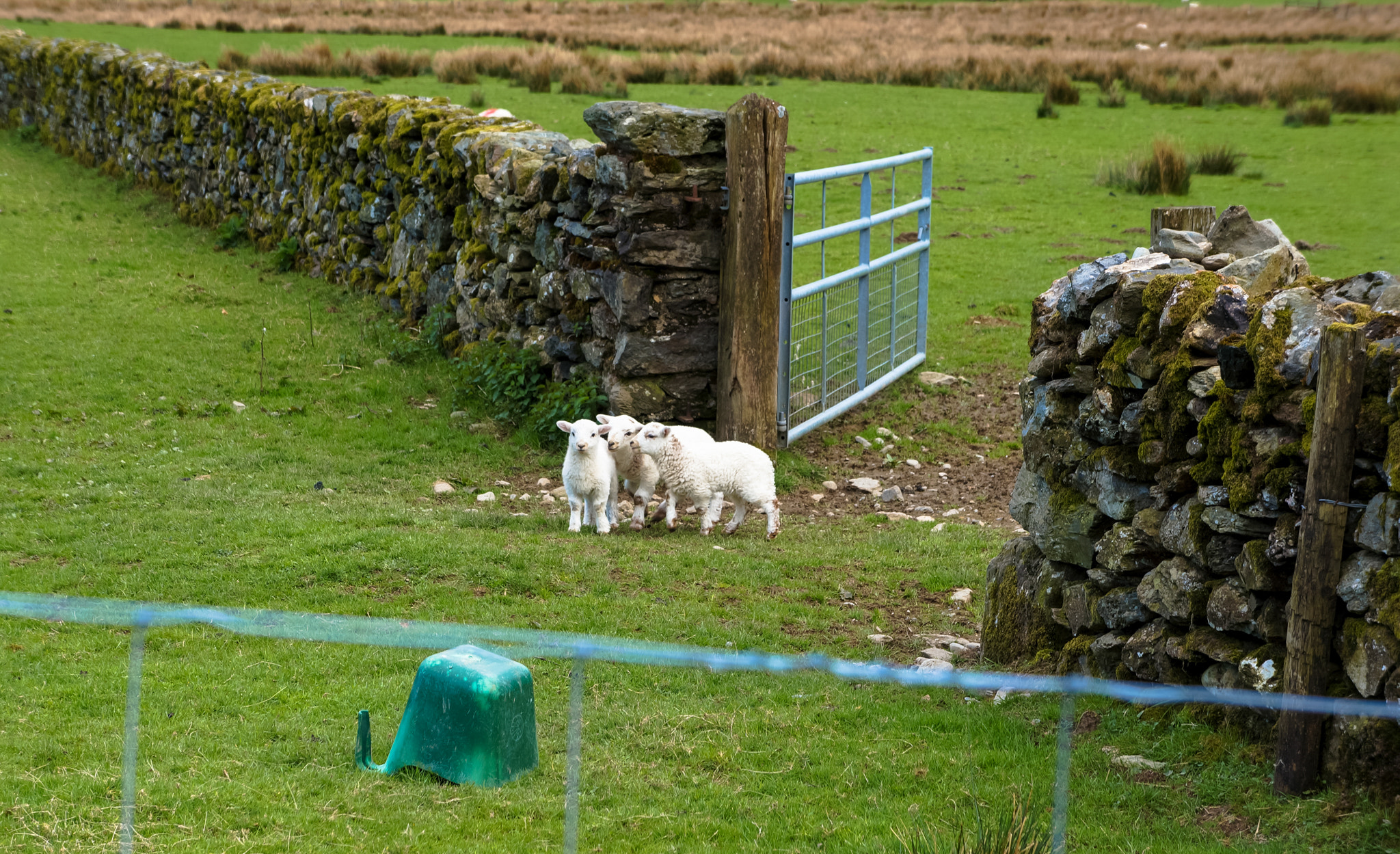 Sony Alpha NEX-5N sample photo. Three little lambs photography