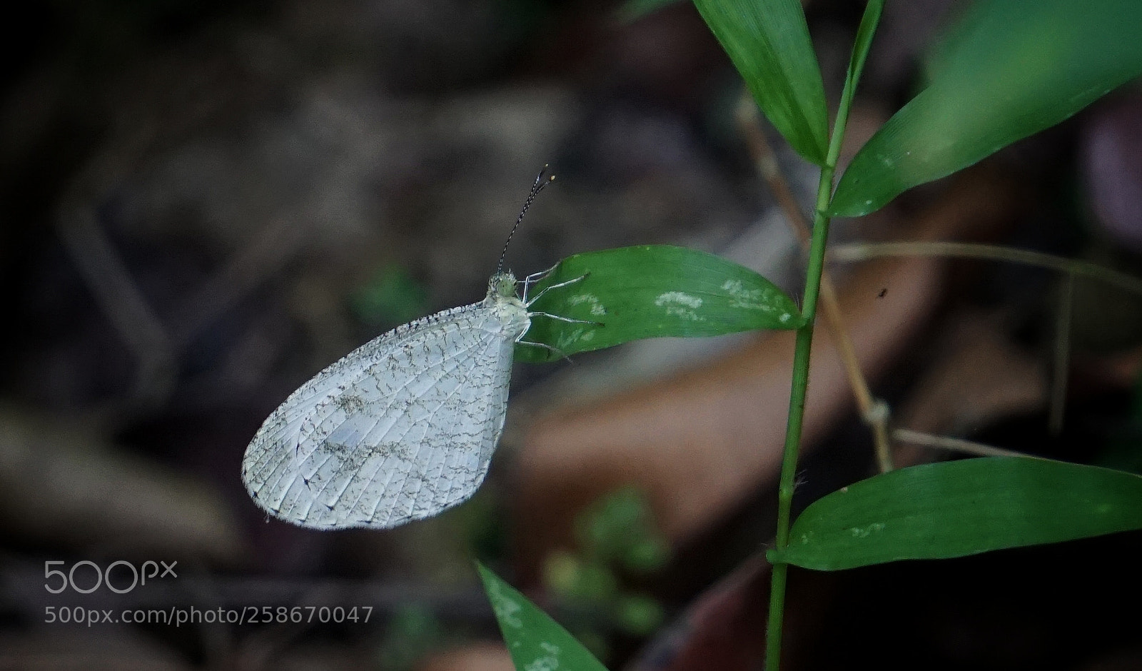 Sony a6000 sample photo. White butterfly photography