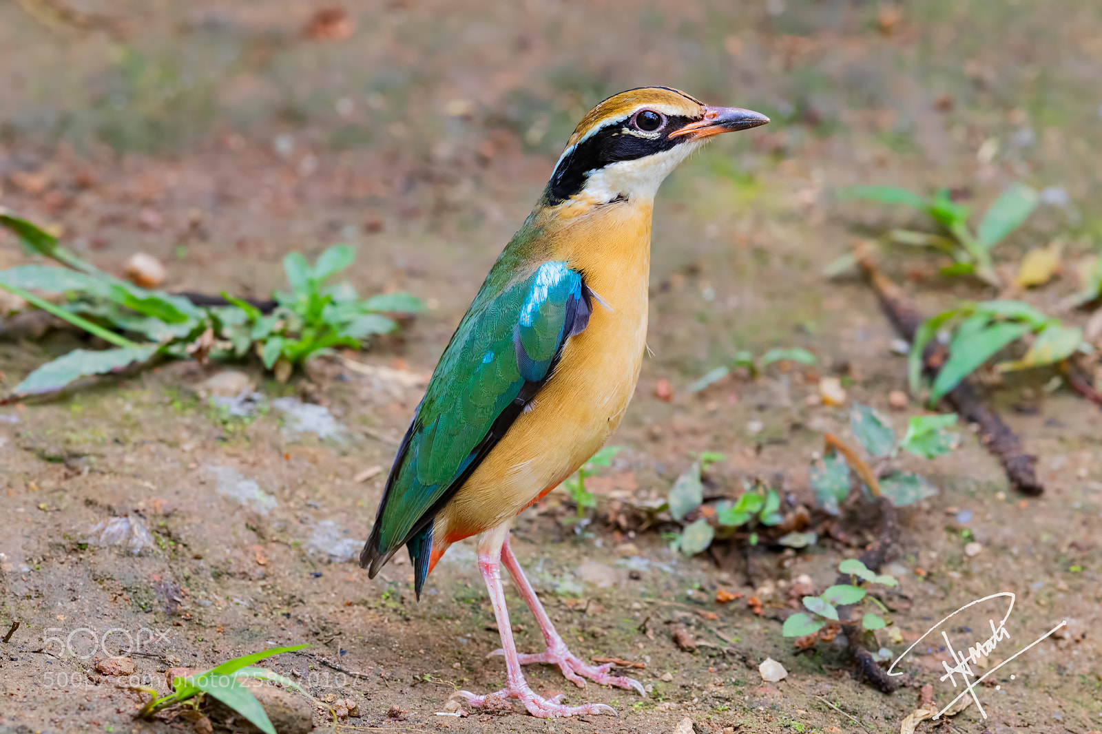Canon EOS 7D Mark II sample photo. Indianpitta photography