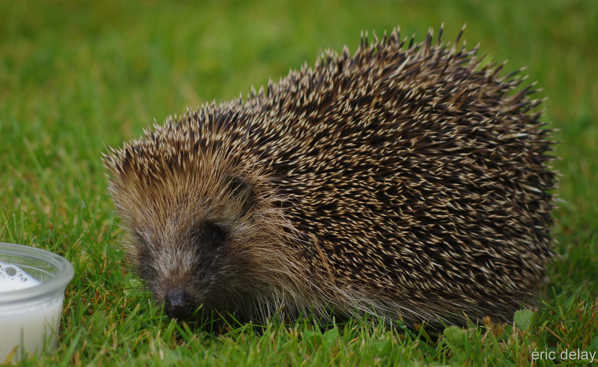 Pentax smc DA 55-300mm F4.0-5.8 ED sample photo. Hedgehog photography