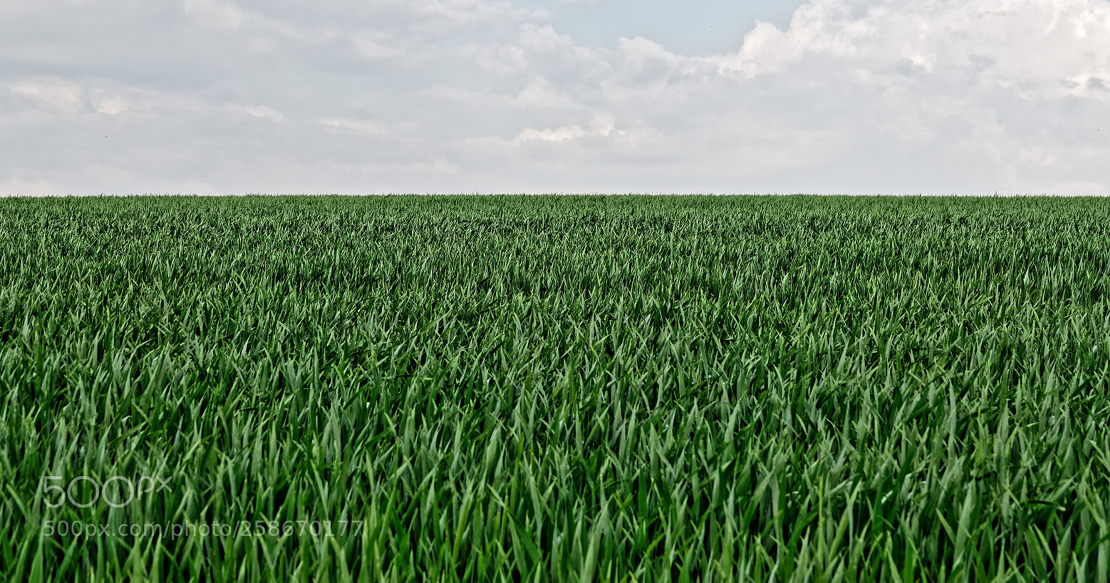 Sony Cyber-shot DSC-RX10 III sample photo. Eglingen - alsace photography