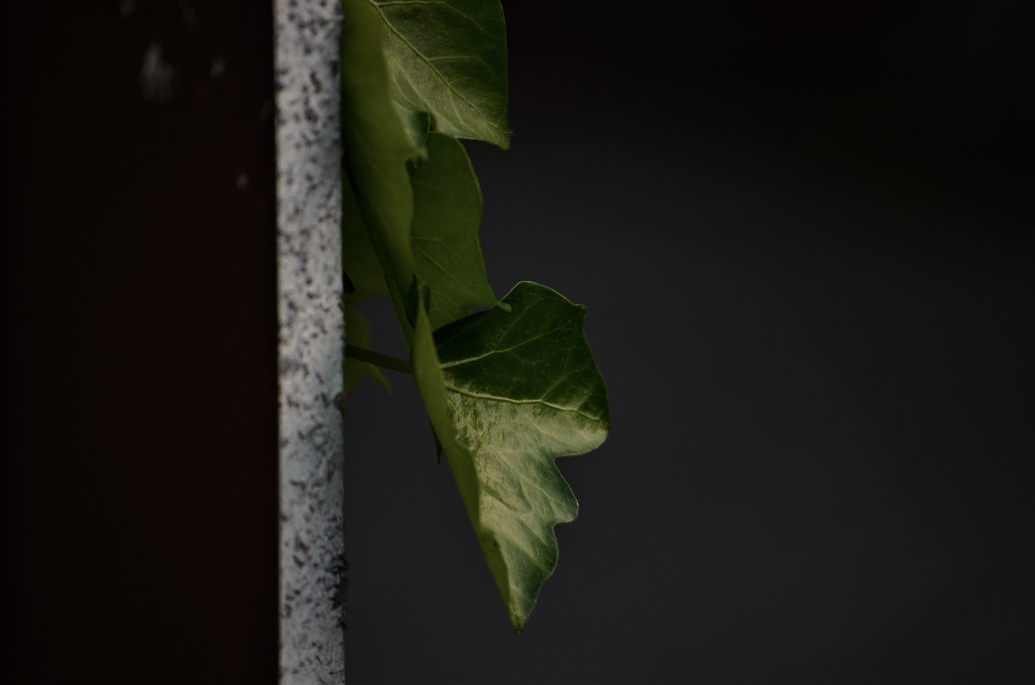 Nikon D5100 sample photo. At the garage wall photography