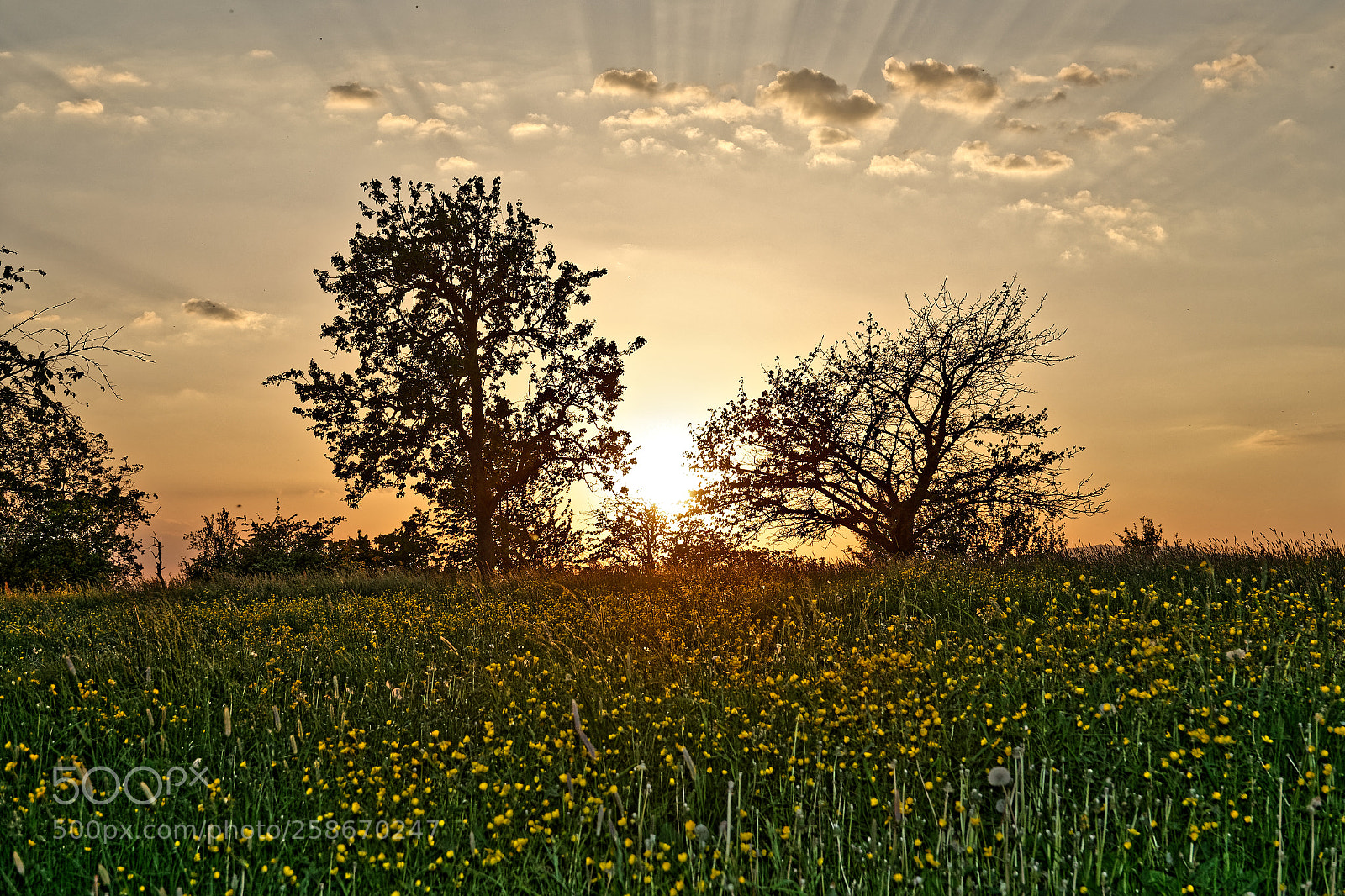 Sony Cyber-shot DSC-RX10 III sample photo. Eglingen - alsace photography