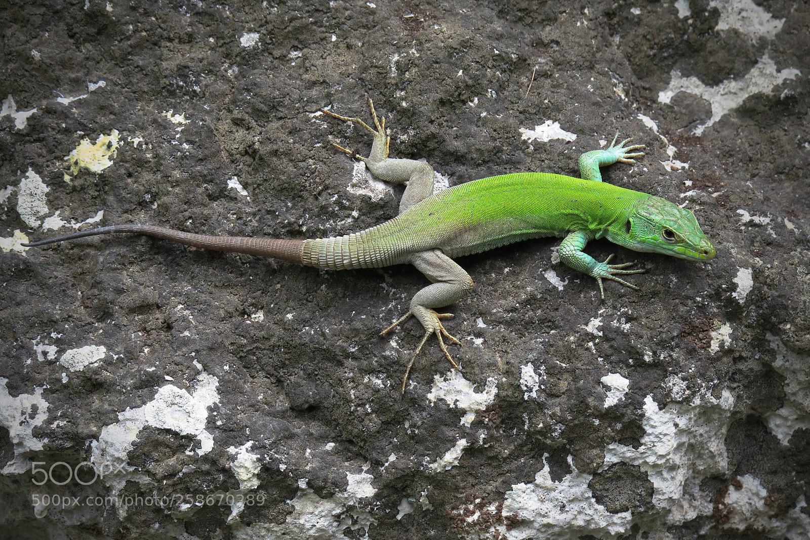 Canon PowerShot G16 sample photo. Lizard photography