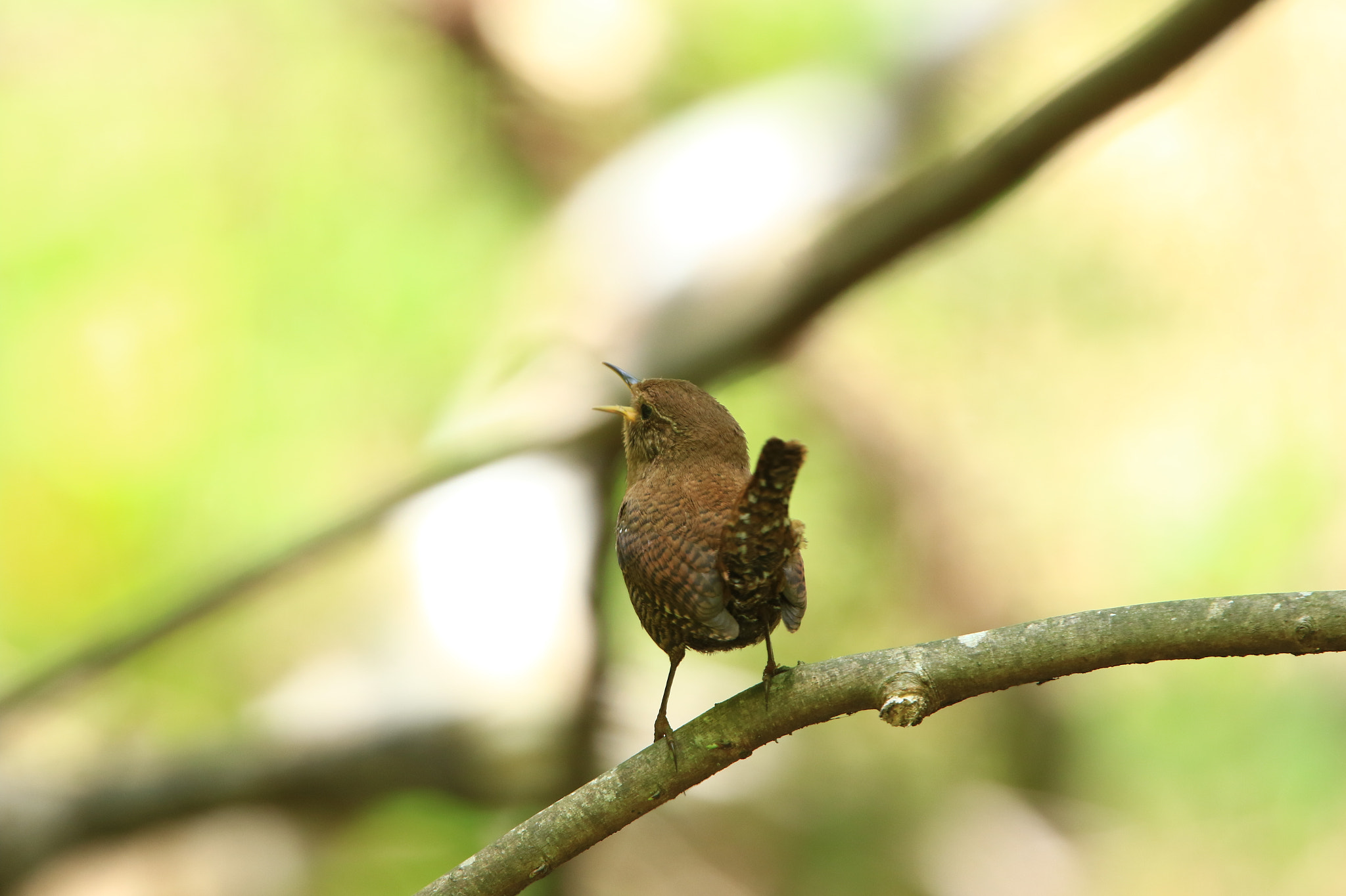 Canon EOS 7D Mark II + Canon EF 400mm F2.8L IS USM sample photo. Eurasian wren ミソサザイ photography