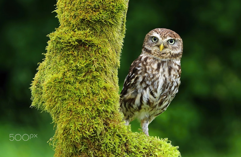 Canon EOS 80D + Canon EF 70-200mm F4L USM sample photo. Beautiful doomsayer owl athene noctua photography