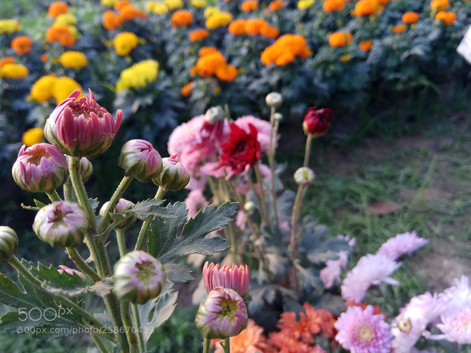Xiaomi Redmi Note 4 sample photo. Dahlia flower photography