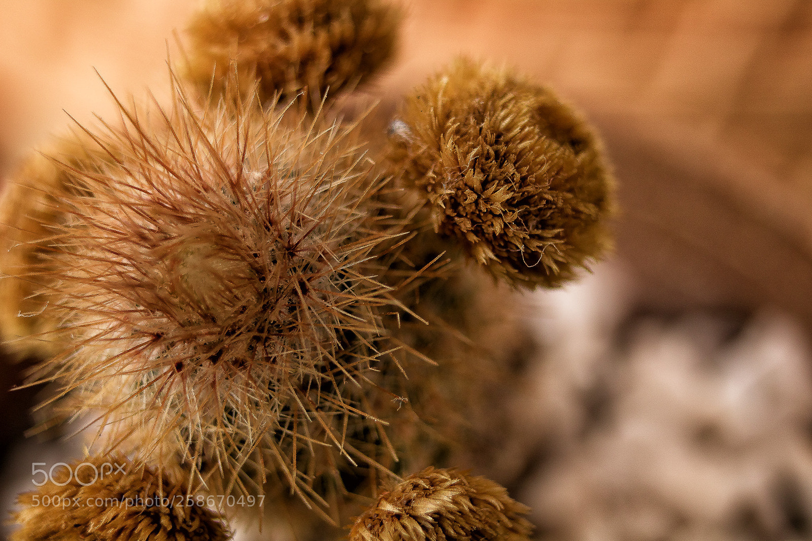 Canon EOS 750D (EOS Rebel T6i / EOS Kiss X8i) sample photo. Eacdaeebeba mvd s editar photography