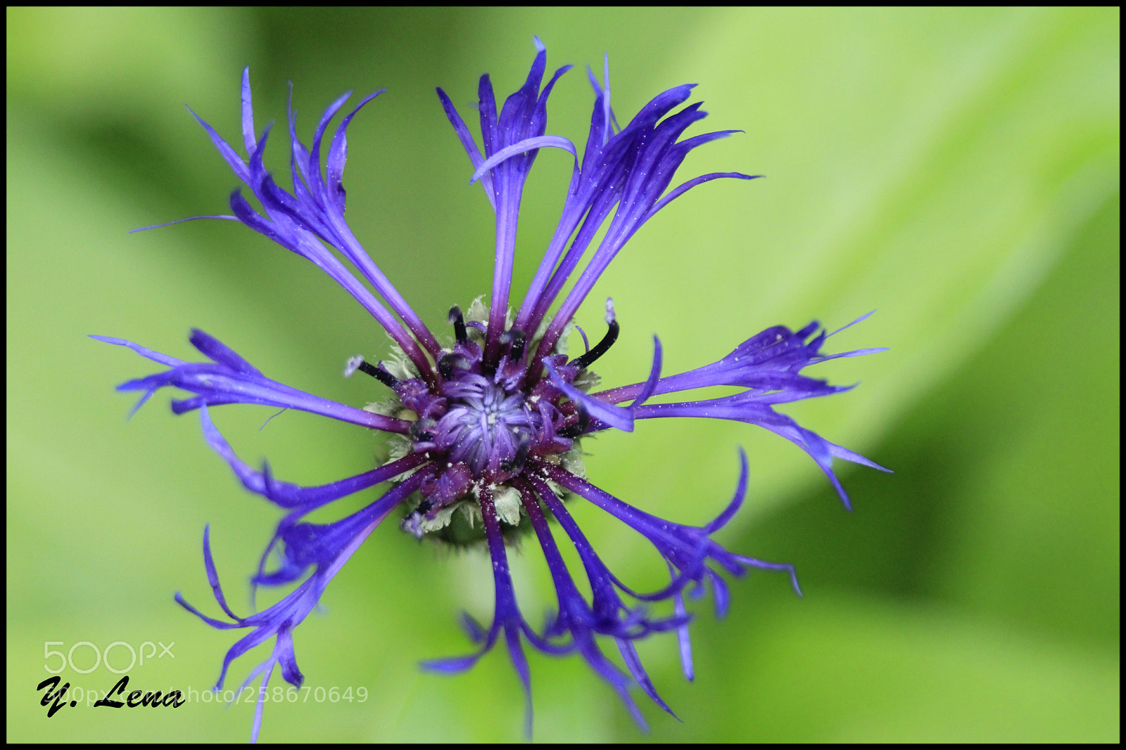 Canon EOS 60D sample photo. Colors photography