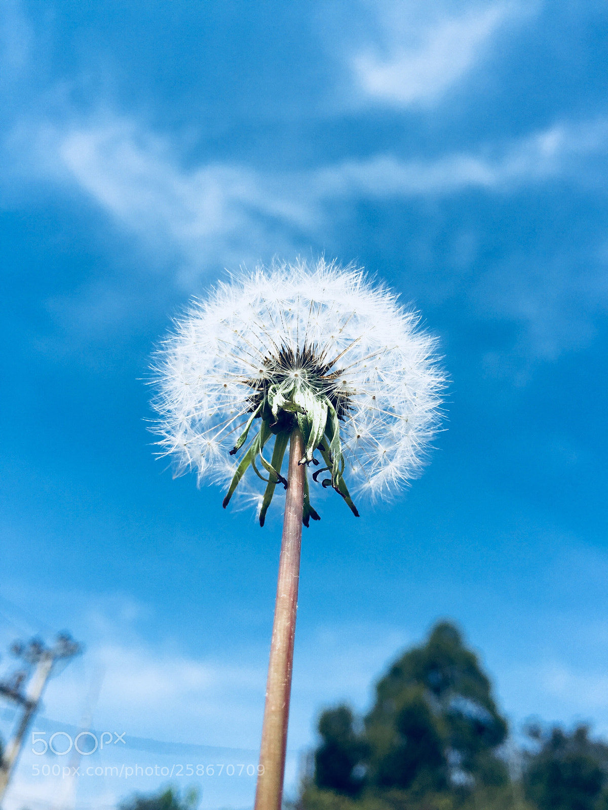 Apple iPhone 6 sample photo. Dandelion photography