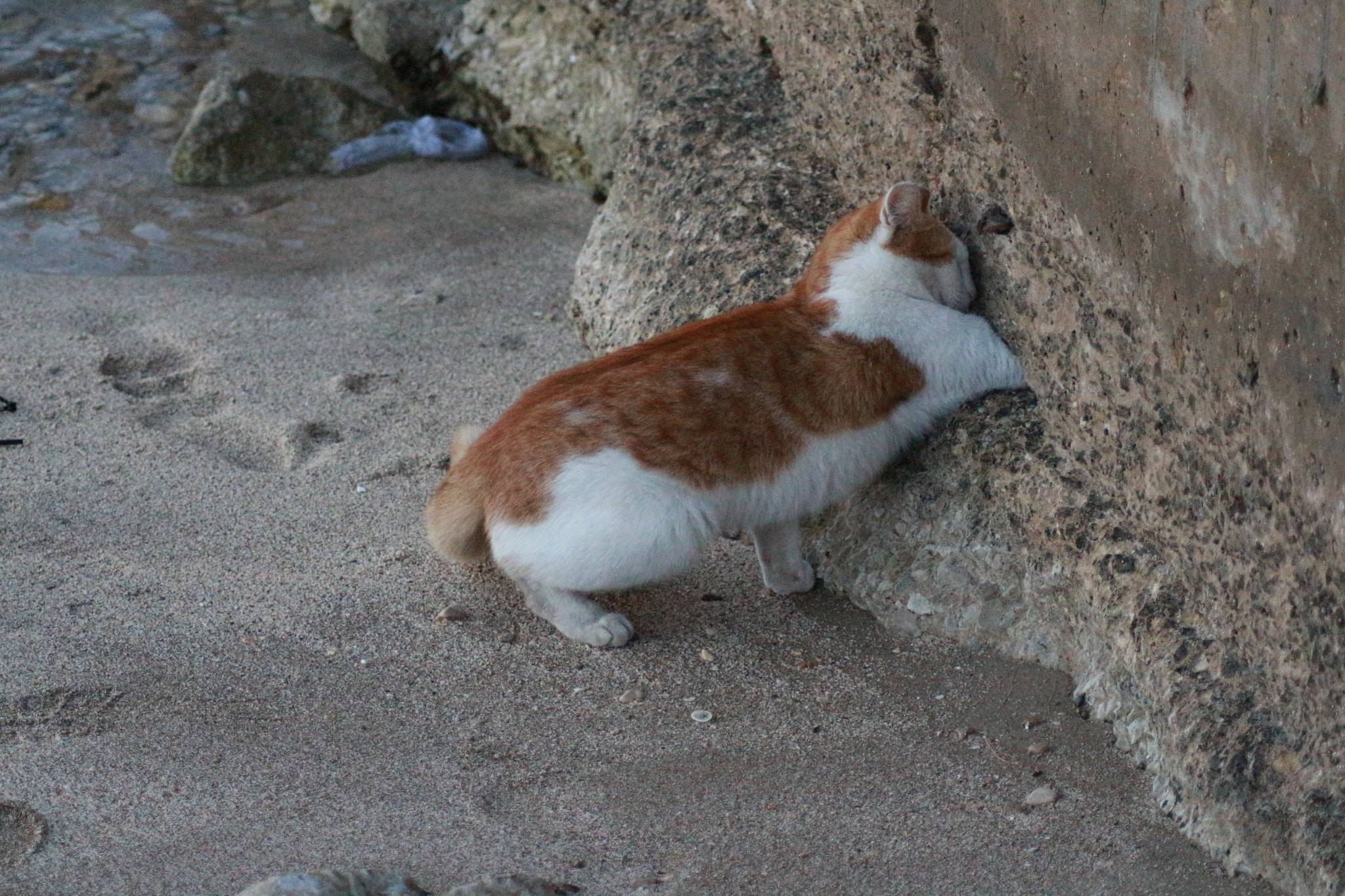 Canon EOS 700D (EOS Rebel T5i / EOS Kiss X7i) sample photo. In the wall photography