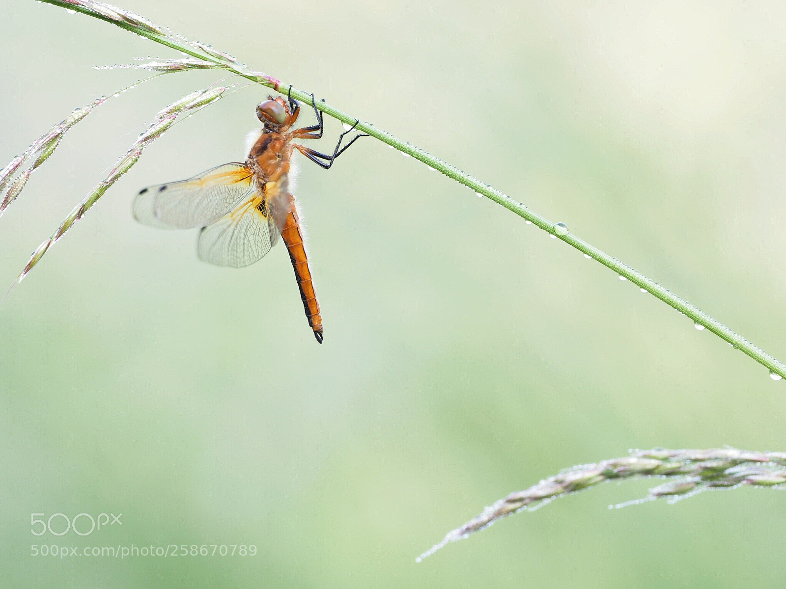 Olympus OM-D E-M1 Mark II sample photo. Dragonfly photography