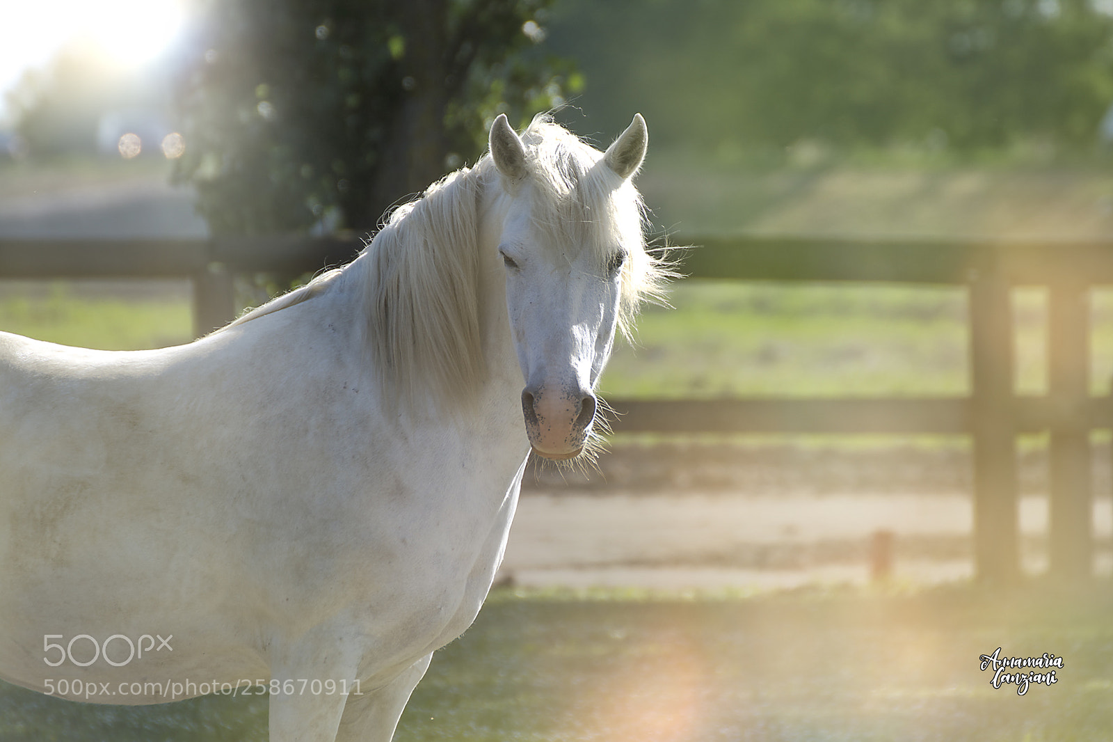 Nikon D5200 sample photo. White horse  photography
